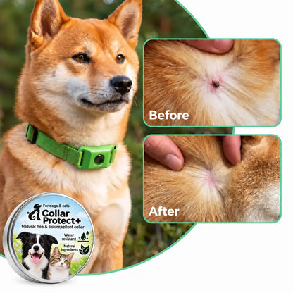 Collar Protect+