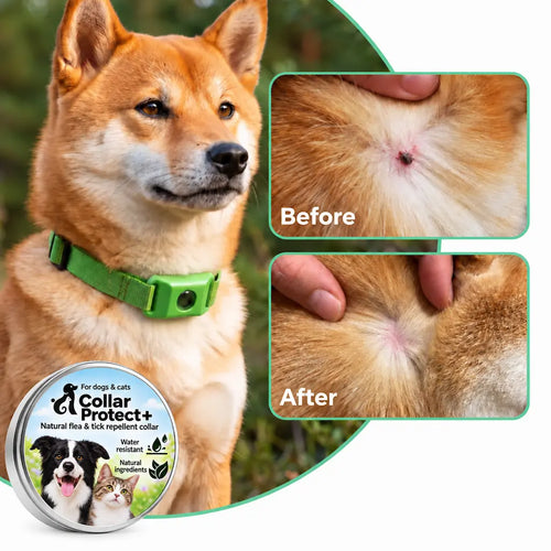 Collar Protect+